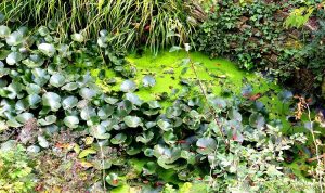Gartengestaltung - Ries ProDesign – DI Jana Ries - Innenarchitektur Linz